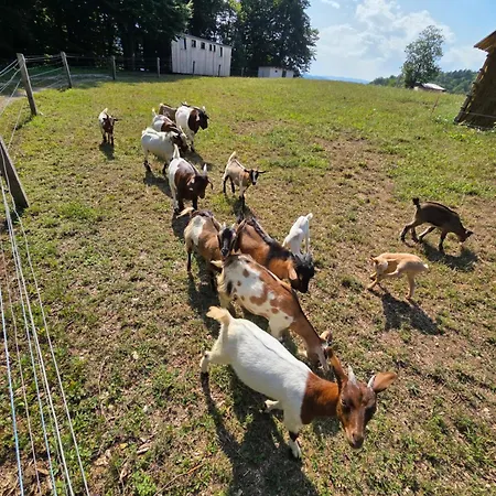 Ferienhaus Ranc Na Hribu - Avtobus Trebnje